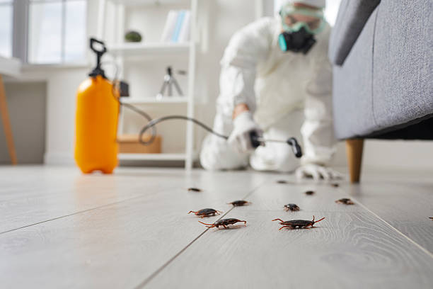 Affordable Termite Control solutions in Forest Heights, TX